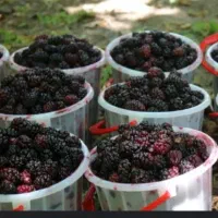 توت رسمی ،درخت توت سفید،نهال گلخانه نهالستان .مشهد|گل و گیاه طبیعی|مشهد, خواجه ربیع|دیوار