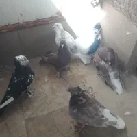 کبوتر رنگی|پرنده|قم, شهرک طالقانی|دیوار