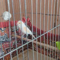 قناری ماده موزاییکی