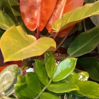 کارگر ساده نیازمندیم نیروی کار در مغازه گل فروشی