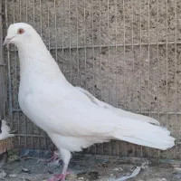 کفتر خارجی|پرنده|محمدشهر, جعفرآباد|دیوار