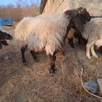 یک‌قوچ‌ویک‌شیشک‌ماده‌