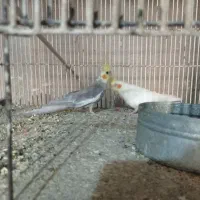 سه جفت عروس هلندی|پرنده|تربت جام, فاز ۱ فرهنگیان|دیوار