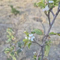 زمین یوسف اباد شبش دانک سند دار فوری