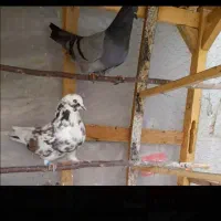 کبوتر گمشده
