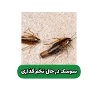 سمپاشی تضمینی منازل و محل کار|خدمات نظافت|نیشابور, شهرک فرهنگیان|دیوار