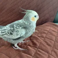 عروس هلندی سه ماهه