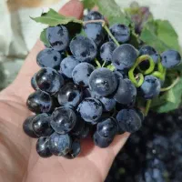 انگور سیاه ترکمن 4