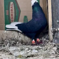 شازده سیاه نر پاک پاک عطیقه