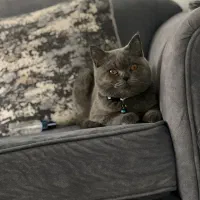 گربه اسکاتیش بلو ۷ ماهه نر