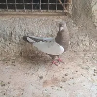 نرماده تخم جوجه ای|پرنده|کرمان, |دیوار