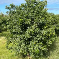 درخت کامکوات  ۶ ساله|گل و گیاه طبیعی|خرم‌آباد (تنکابن), |دیوار