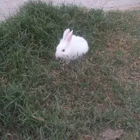 خرگوش|موش و خرگوش|گنبد کاووس, |دیوار