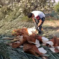خدمات نخل بری زارعی|خدمات باغبانی و درختکاری|بهبهان, |دیوار