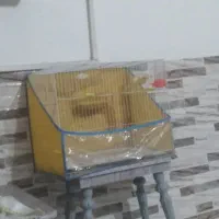 قناری مست شلاقی کاکلی