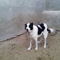 سگ گمشده|سگ|آشتیان, |دیوار