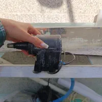 اکواریوم|ماهی|محمدشهر, محمدشهر|دیوار