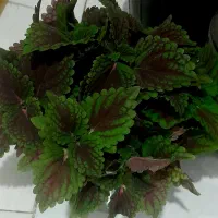 گل طبیعی|گل و گیاه طبیعی|آباده, |دیوار