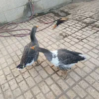 یک جفت غاز جوان|حیوانات مزرعه|مشهد, ایوان|دیوار