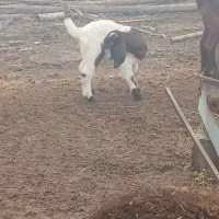 بز وگوسفند|حیوانات مزرعه|کارون, |دیوار