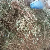 فروش یونجه|حیوانات مزرعه|قوچان, |دیوار