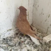 زرد دم سفید نر کاکلی|پرنده|تربتحیدریه, بالا ولایت|دیوار