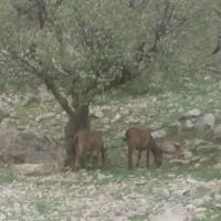 قاطر