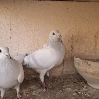 مصری ،کاغذی