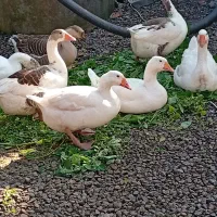 تخم غاز محلی آفریقایی|حیوانات مزرعه|آستانه اشرفیه, |دیوار