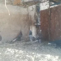 فروش 50عدد بهبهانی همه یکجا|پرنده|شیراز, رکن‌آباد|دیوار