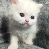 اسکاتیش 2ماهه