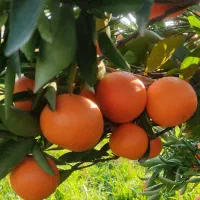 فروش یافا و پچ|خوردنی و آشامیدنی|ساری, |دیوار