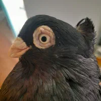 یک جفت زاغ صرب