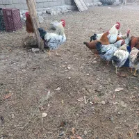 مرغ و خروس|حیوانات مزرعه|فیرورق, |دیوار