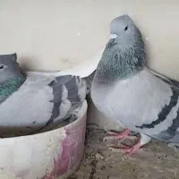 سبز  دم سفید