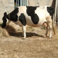 گاو هلشتاین شیری شکم دوم 6ماه آبستن روزانه ۲۴شیر