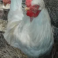 خروس  زبل زرنگ وباهوش