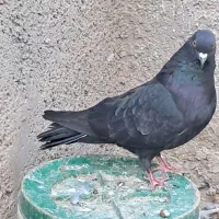 کبوتر پرشی|پرنده|رامند, |دیوار