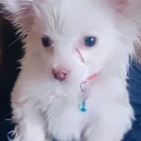 سگ پامر خرسی