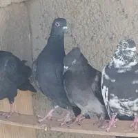 ده کبوتر خورموج