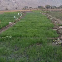 فروش تیم پیاز|گل و گیاه طبیعی|لنده, |دیوار