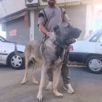 سگ سراب|سگ|چهاردانگه (تهران), |دیوار