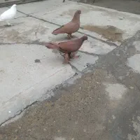 چند جفت کبوتر