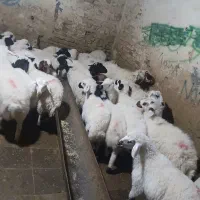 گوسفند  باقصاب در محل  خرید حضوری وغیر حضوری