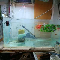 ماهی گوپی دامبو ردتیل با بهترین گرید و کیفیت|ماهی|پاکدشت, پاکدشت (مامازند)|دیوار