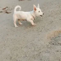 وا گذاری پاکوتاه|سگ|خوی, |دیوار