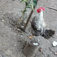 فروش خروس زیبا|حیوانات مزرعه|امامزاده عبدالله, |دیوار