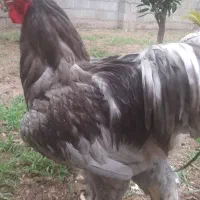 تخم برهما|حیوانات مزرعه|رشت, نظری|دیوار