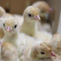 جوجه بوقلمون یکروزه بیوتی صنعتی (سفید)