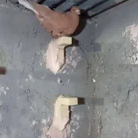 کفتر سوارخ